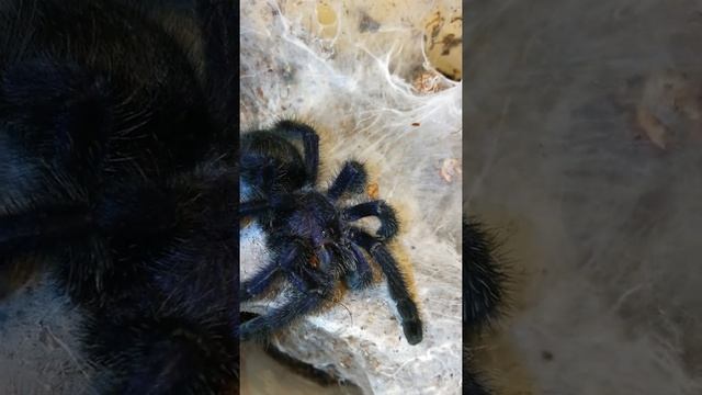 Avicularia purpurea showing off its beauty (Purple pinktoe tarantula) смотреть онлайн