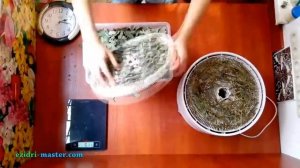 Заготовка мяты в сушилке Ezidri