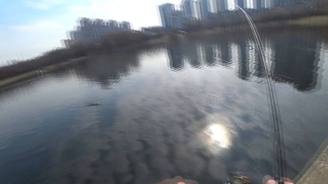 Рыба Великолепная