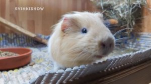 ЛАЙФХАК за который СТЫДНО. Морские СВИНКИ SvinkiShow