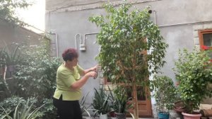 Обрезка  высокого Фикуса Бенджамина осенью.