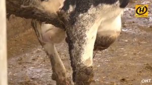 Батько молодец! Даже за обосраных коров заступился! Всех виновных под нож!