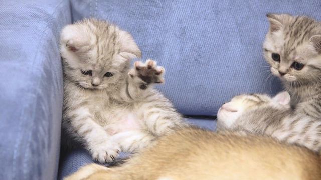 какие милые котята смотреть онлайн