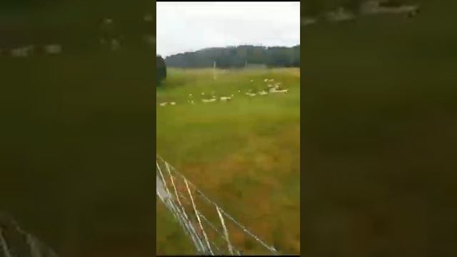 Выпас ярок на пастбище, сентябрь 2023, часть 3 смотреть онлайн