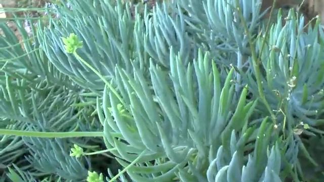 Senecio Vitalis - Grow & Care (Senecio Cylindricus)