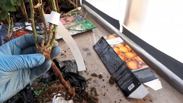 Купила розы/ распаковка/ посадка ?? смотреть онлайн