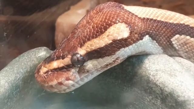 How Do Snakes Drink? Oliver the Ball Python Demonstrates смотреть онлайн