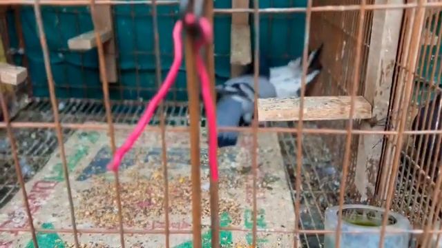 Fancy Beast - Racing pigeon Fight || Fancy pigeon || pigeon loft смотреть онлайн