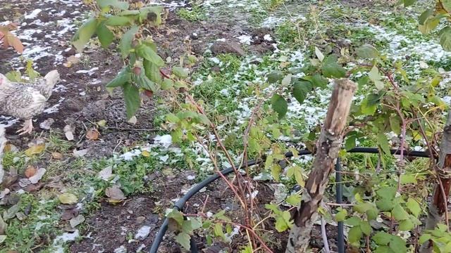 Как правильно подрезать ремонтантную малину осенью. 09.11.2021.