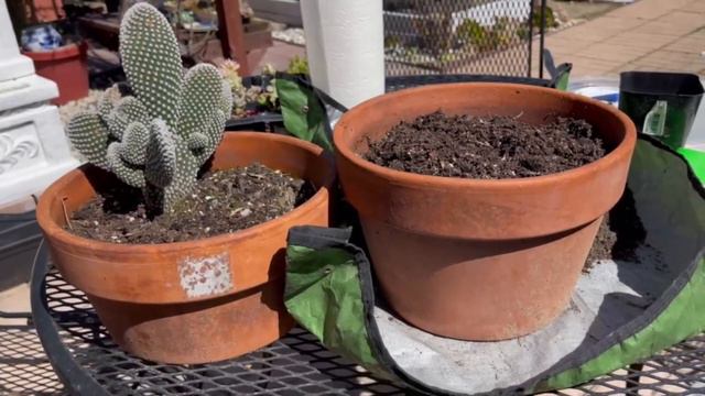 Knowing my succulents collection better, 2023 status смотреть онлайн
