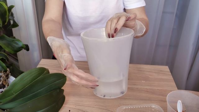 ПОДРОБНАЯ Пересадка БОЛЬШОЙ орхидеи НА ФИТИЛЬ. смотреть онлайн