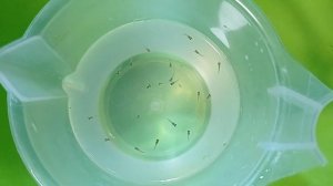 Сколько гуппи рожает мальков Квартет гуппи Живородящие рыбки