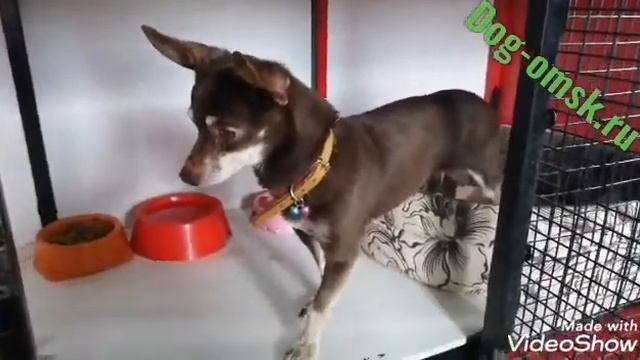 Гоша смотреть онлайн