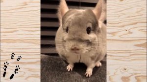 Лучшие приколы про ШИНШИЛЛ! Смешные ШИНШИЛЛЫ! Funny chinchillas❤#23