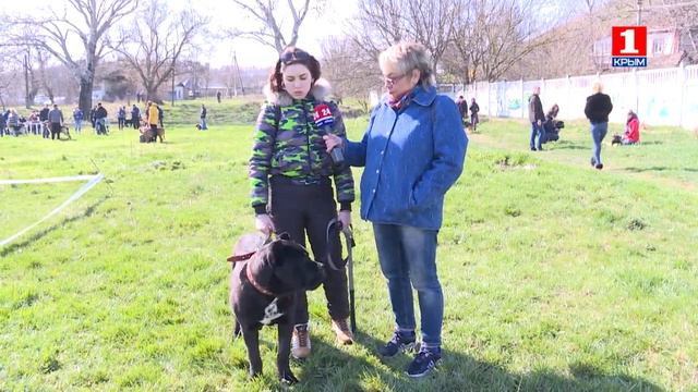 п-к Роман-Кош..Выставка в Симферополе. Роман-Кош Мерседесс (дочь Роман-Кош Венеции). Севастополь смотреть онлайн