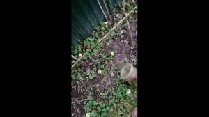 Лайфхак: Приспособление для сбора яблок