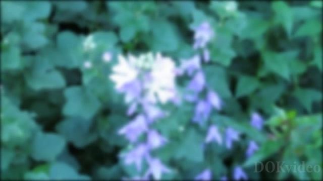 ШОПЕН Вальс минутка смотреть онлайн