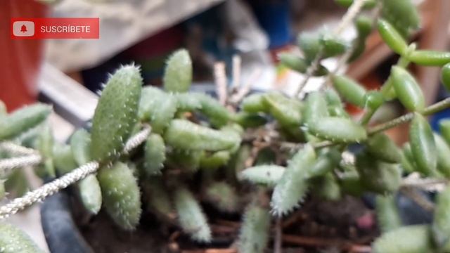 La Historia De Mi Suculenta Delosperma Echinatum