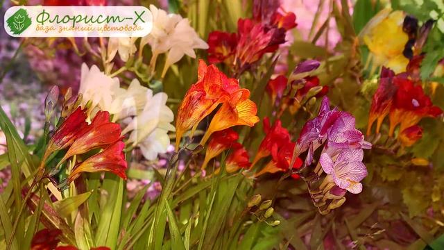 ? Фрезия в открытом грунте: посадка и уход