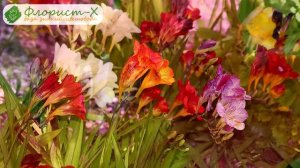 ? Фрезия в открытом грунте: посадка и уход