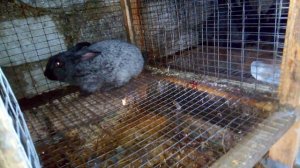 У крольчихи отказали задние лапы.