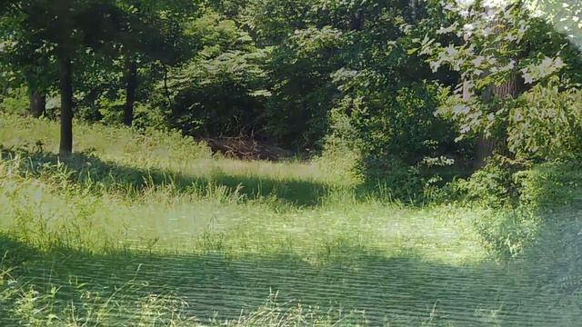 Бездомная собака нашла на свалке таинственный пакет и так спасла жизнь младенцу! смотреть онлайн