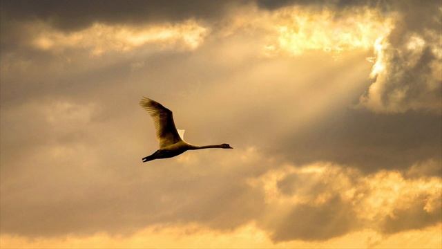 Молитва. Возможности вознесённого тела. Пророческий час 30.06.23 смотреть онлайн