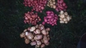 Сравнение 9 сортов картофеля (Сынок, Коломбо, Египетская и другие)