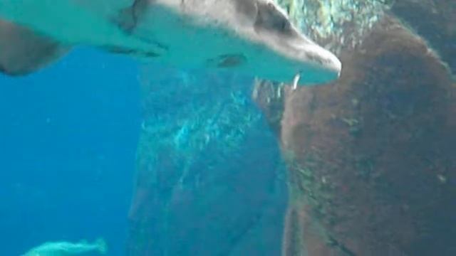 Montreal Biodome- Aquarium смотреть онлайн