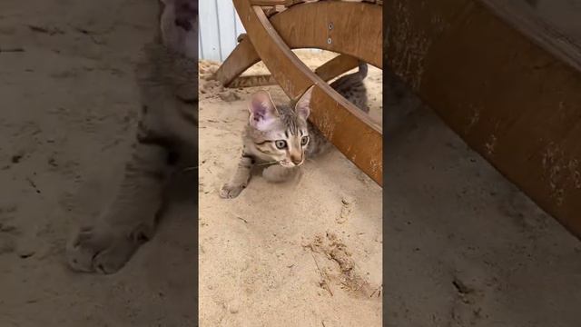 Саванна Ф5 смотреть онлайн