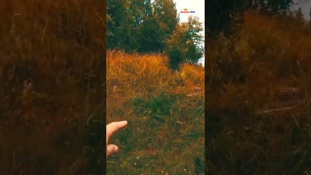 Что такое волочок Ловля хариуса Рыбалка на кораблики #shorts смотреть онлайн