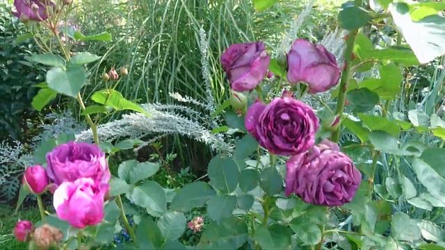 Садовый архив от 22.09.2020 Прощальный взгляд на текущую версию сада Полный обзор смотреть онлайн