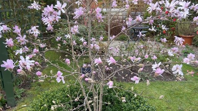 Magnolia Stellata Rosea