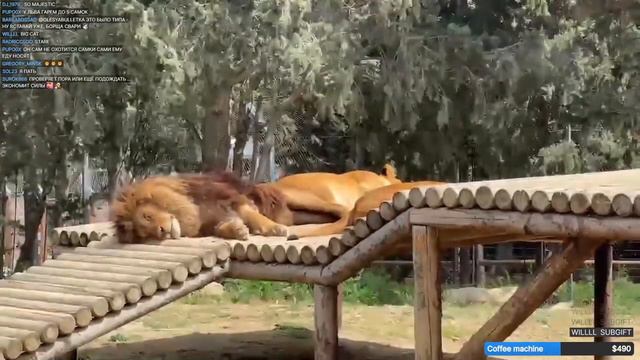 Baku Zoo 🦓 смотреть онлайн