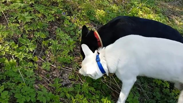 ДТ-34. Прогулка с собакой: что взять, чем заняться? смотреть онлайн