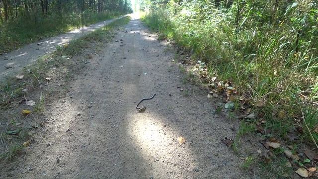 По грибы в Новое Девяткино