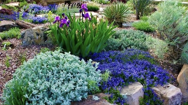 РАСТЕНИЯ ДЛЯ МНОГОЛЕТНЕГО МОНОХРОМНОГО УГОЛКА В СИНИХ ТОНАХ. Перовския/Герань/Иссо́п/Василек/Люпин. смотреть онлайн