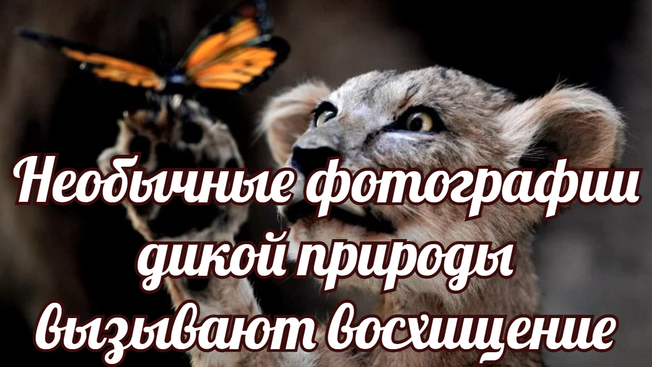 Необычные фотографии дикой природы вызывают восхищение. смотреть онлайн