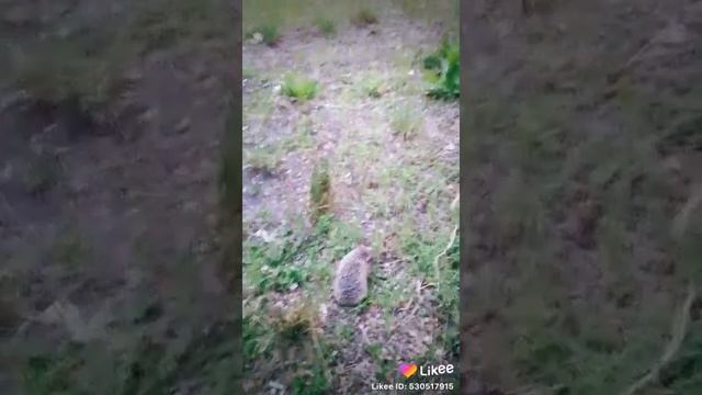 Когда была на поле увидели ежа и сразу ,поснимали. смотреть онлайн