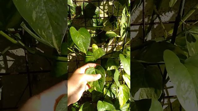 #Different Varieties of Photos Plants #Vertical Garden Plants#Green Wall смотреть онлайн
