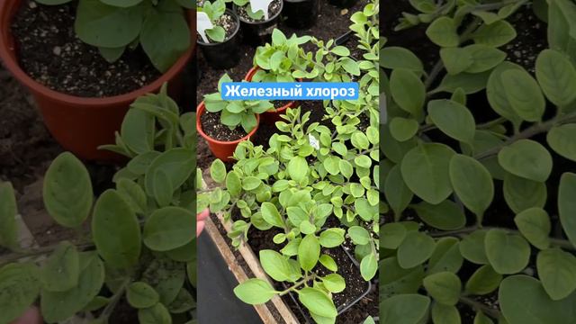 Железный хлороз #садоводство #огород #сад #петуния смотреть онлайн