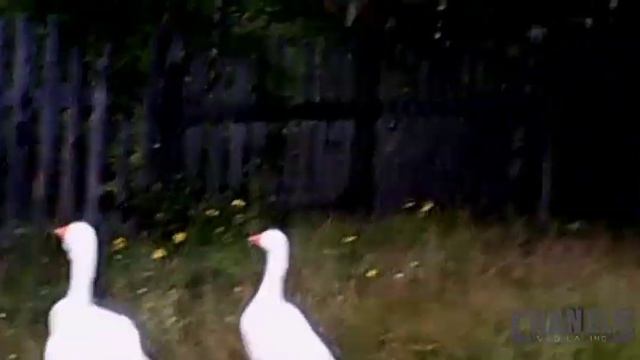 2 Гусыни и 1 гусак смотреть онлайн