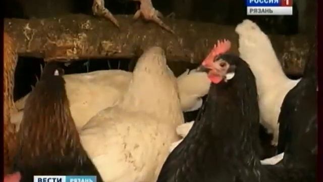 Сальмонеллы