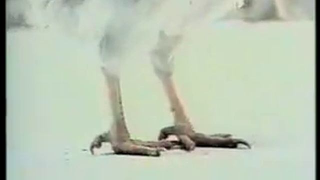 Лис-с смотреть онлайн