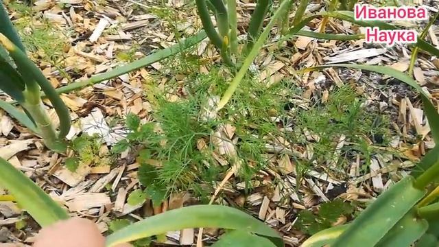 Лежи и отдыхай! Растим лук и чеснок без хлопот!!! Укропная сила в действии! смотреть онлайн