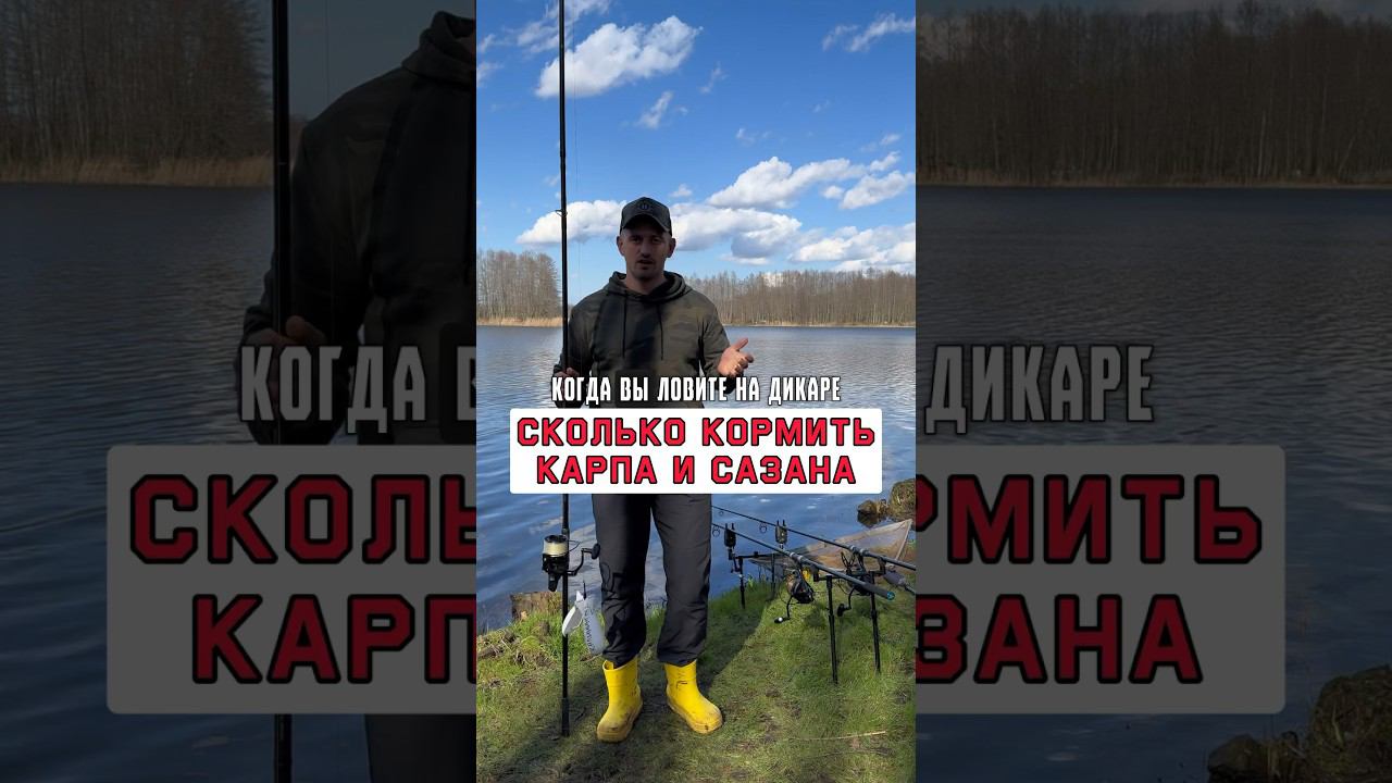 КАК И ЧЕМ ЛУЧШЕ КОРМИТЬ КАРПА на дикаре? #карпфишинг смотреть онлайн