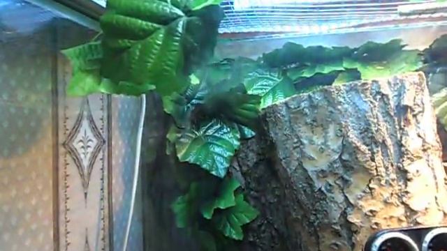 террариум для рептилий смотреть онлайн