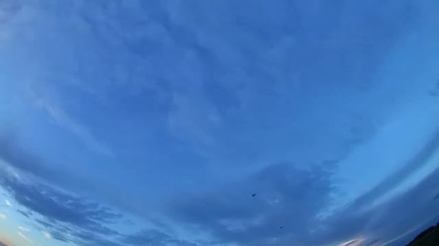 Большой веретенник в Сычевском районе Смоленской области смотреть онлайн