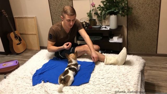 71-я команда (Укрой). Как научить собаку укрывать себя.