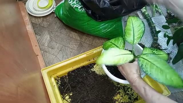 Диффенбахия Рефлектор,отделяю деток.Диффенбахия Рудольфа роерса.